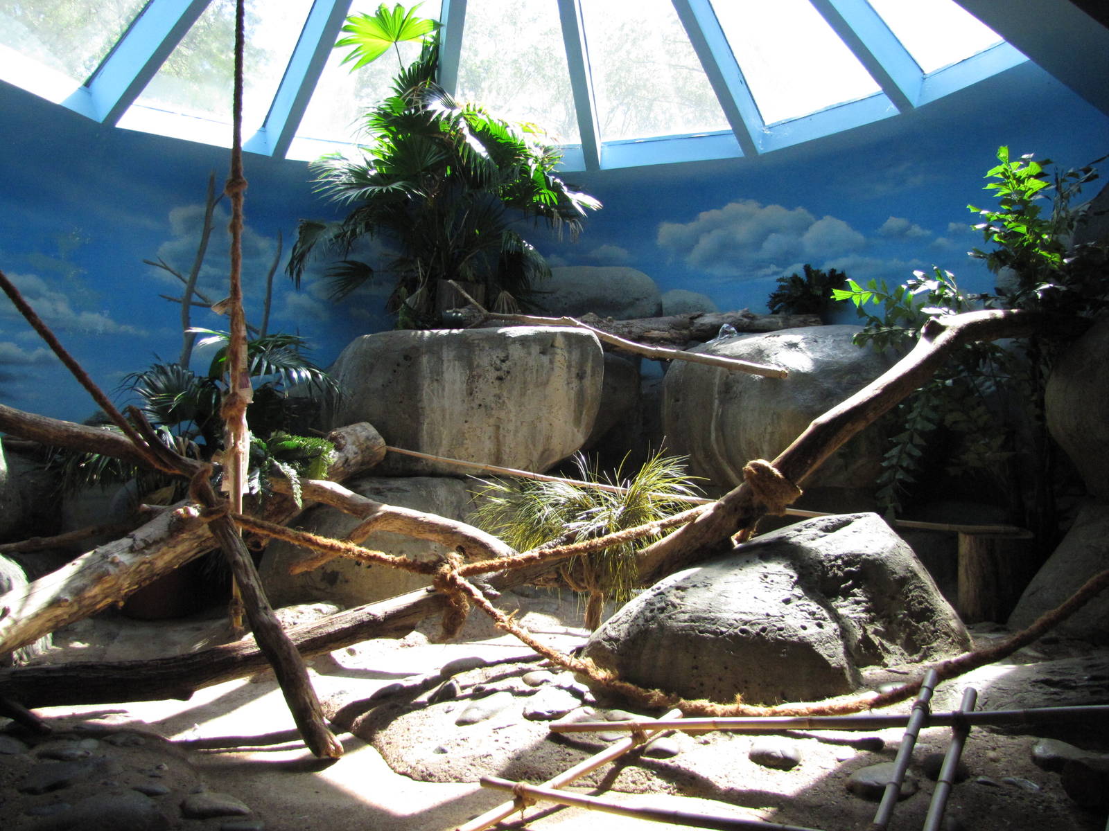 Staten Island Zoo 2010 - Fossa exhibit in African Savanna building