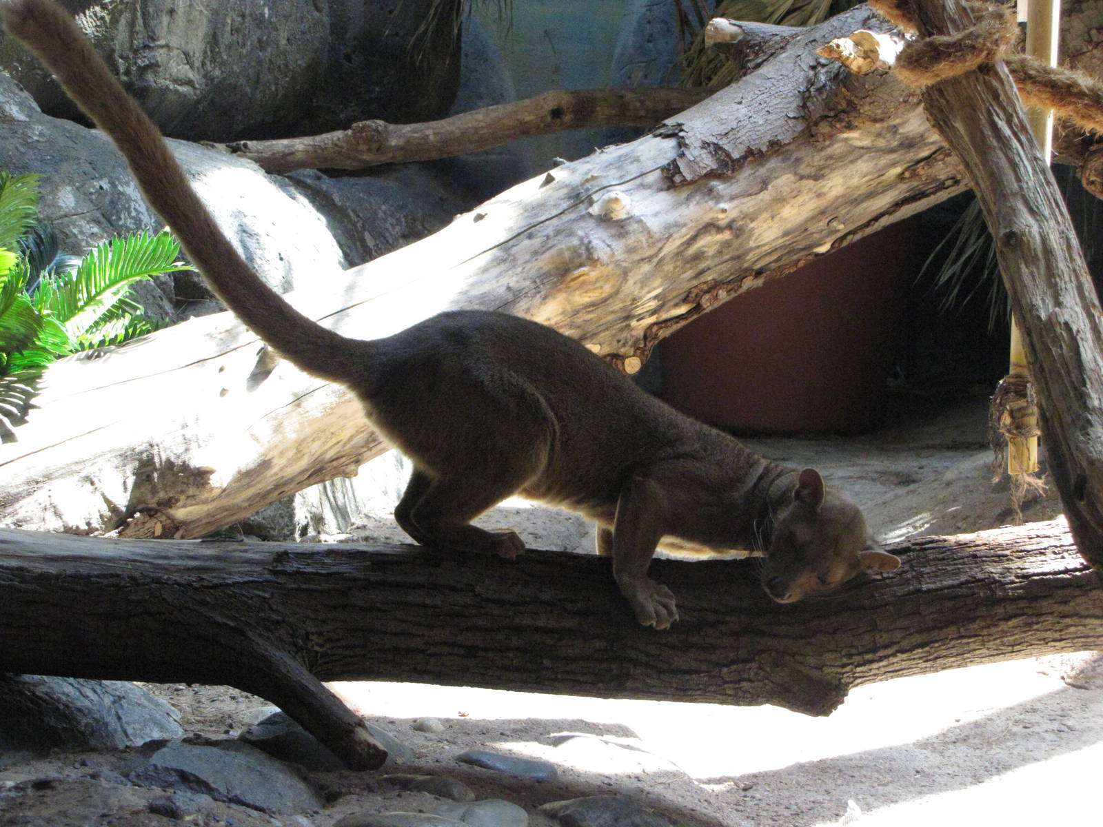 Staten Island Zoo 2010 - Fossa in African Savanna building