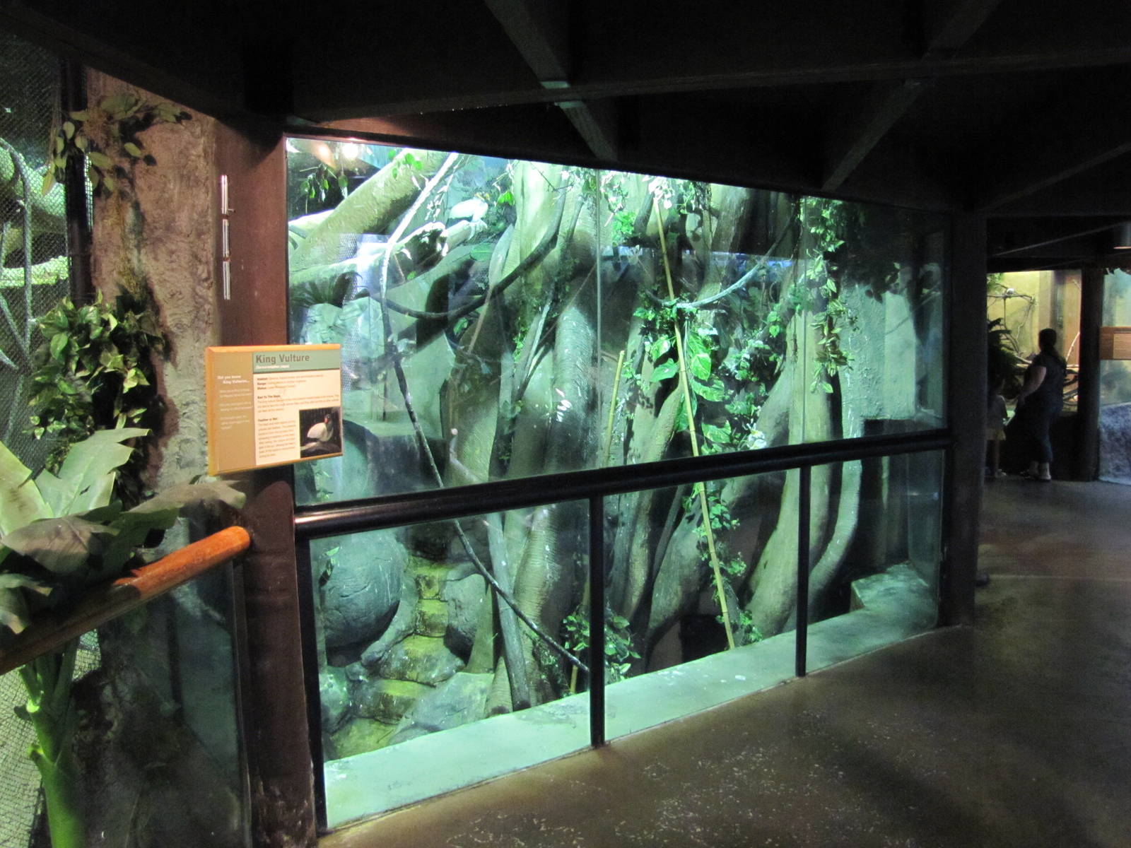 Staten Island Zoo 2010 - Front of King Vulture exhibit in Tropical Forest b