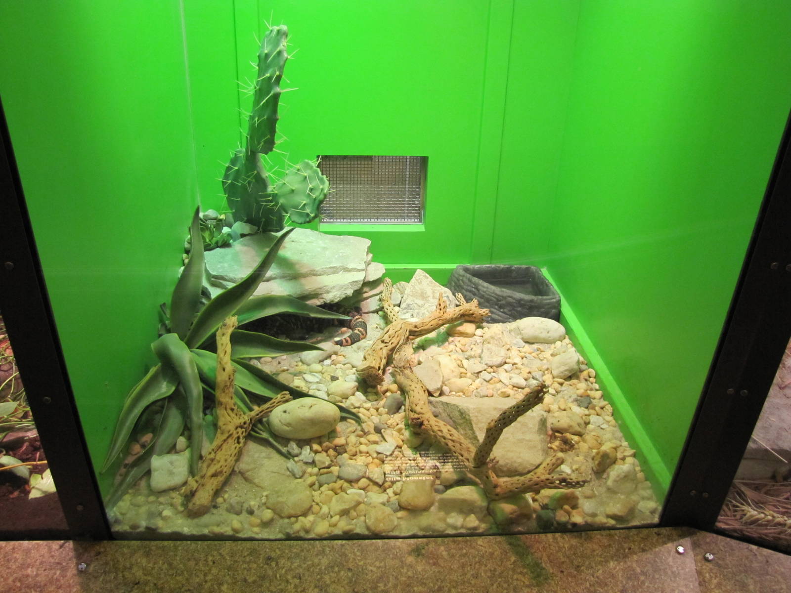 Staten Island Zoo 2010 - Gila Monster exhibit