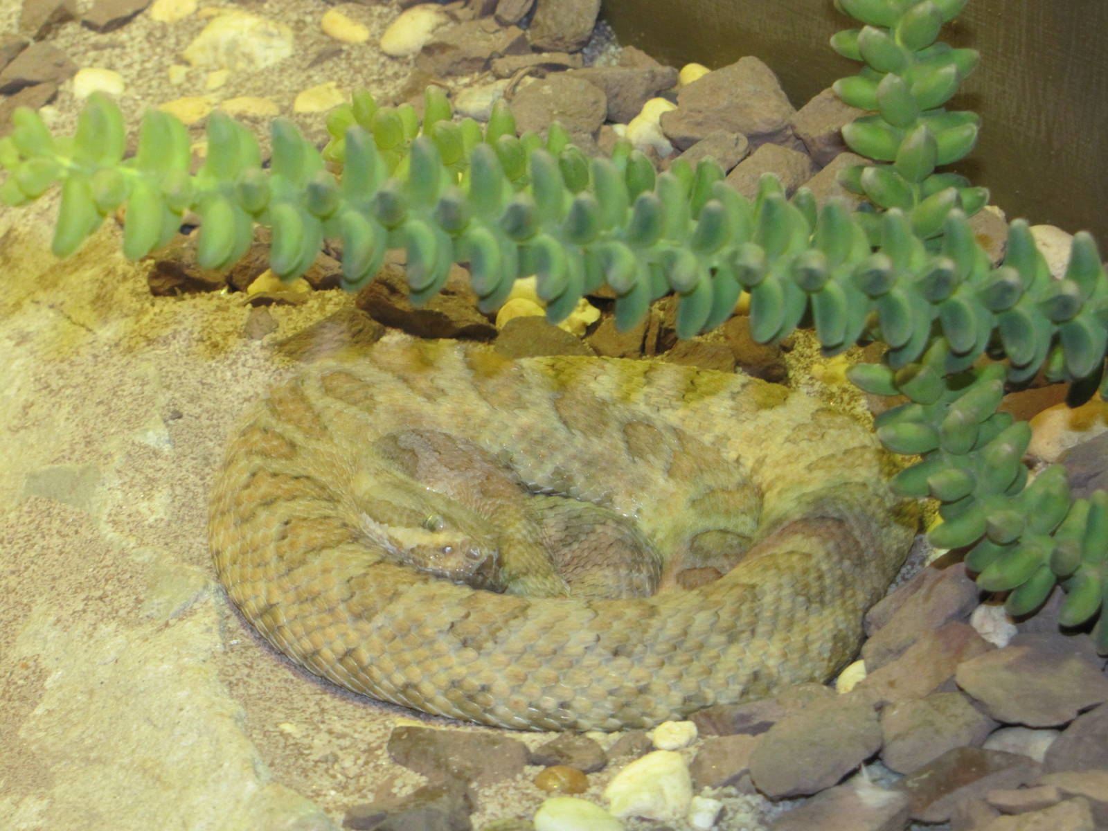 Staten Island Zoo 2010 - Grand Canyon Rattlesnake in Kauffeld Hall of Repti