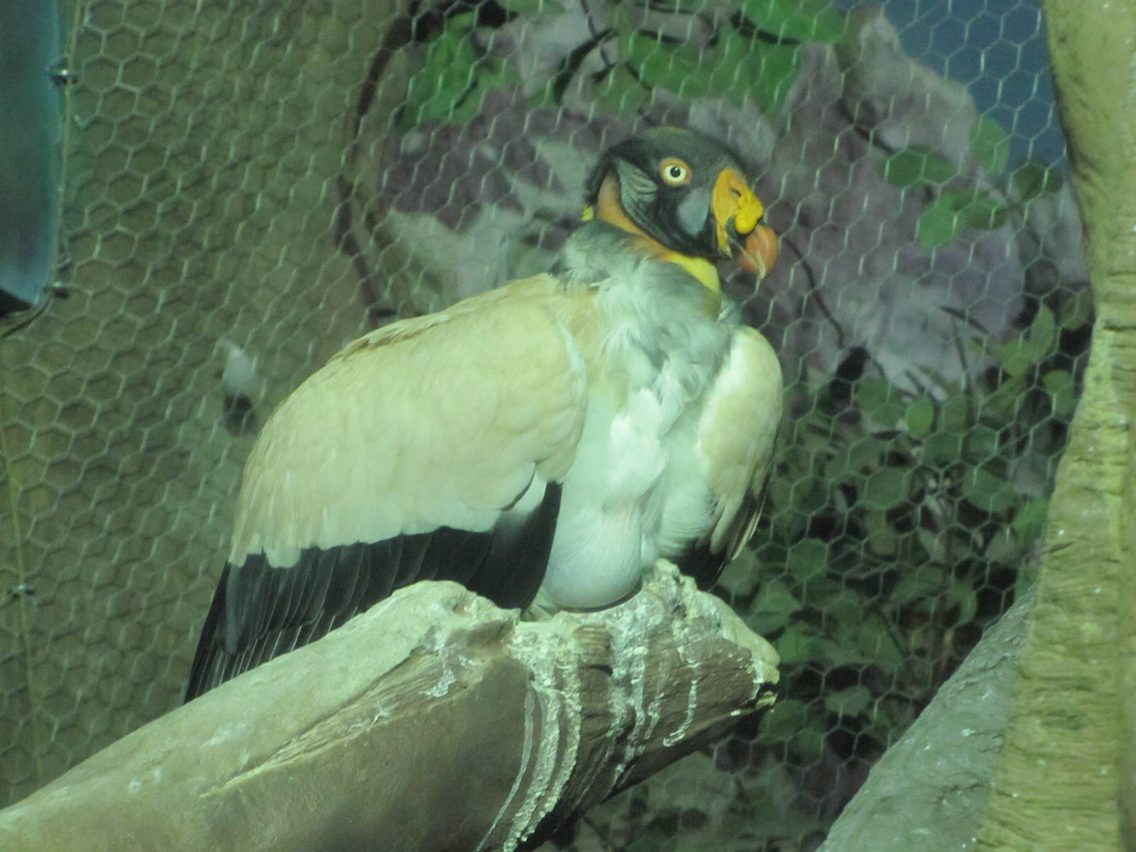 Staten Island Zoo 2010 - King Vulture in Ocelot in Tropical Forest building