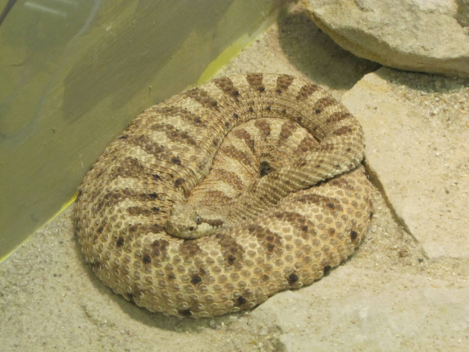Staten Island Zoo 2010 - Mojave Desert Sidewinder in Kauffeld Hall of Repti
