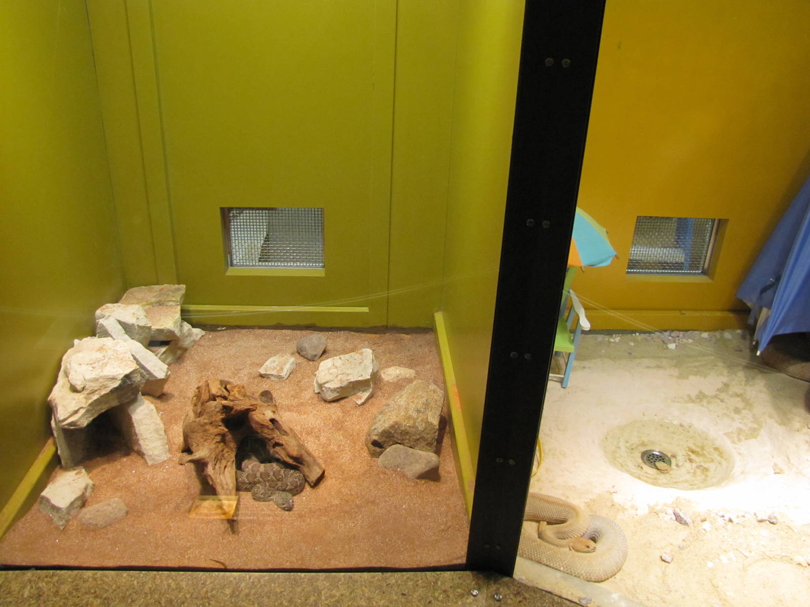 Staten Island Zoo 2010 - Mojave Rattlesnake exhibit