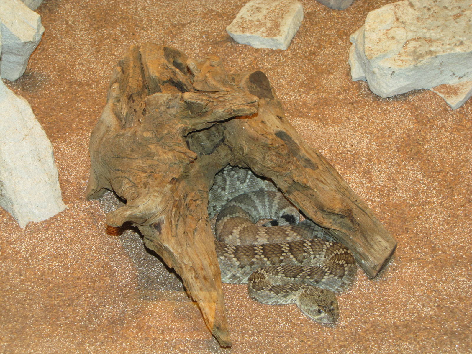 Staten Island Zoo 2010 - Mojave Rattlesnake in Kauffeld Hall of Reptiles