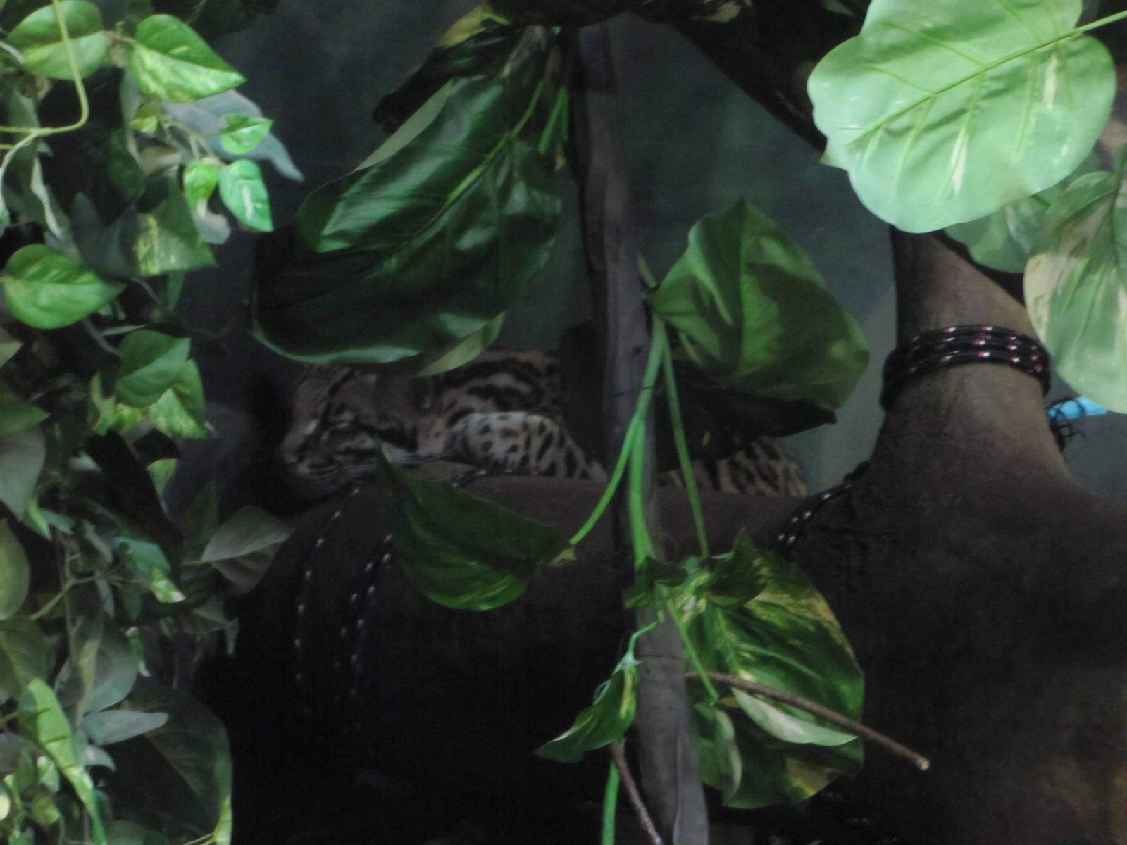 Staten Island Zoo 2010 - Ocelot in Tropical Forest building