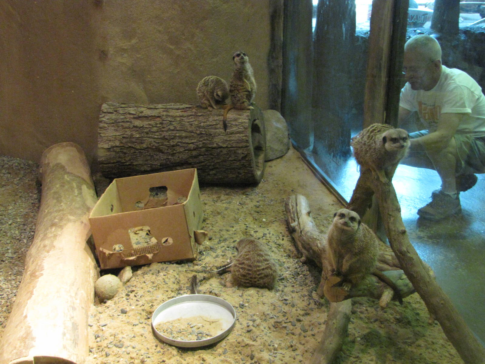 Staten Island Zoo 2010 - Part of Meerkat exhibit in African Savanna buildin