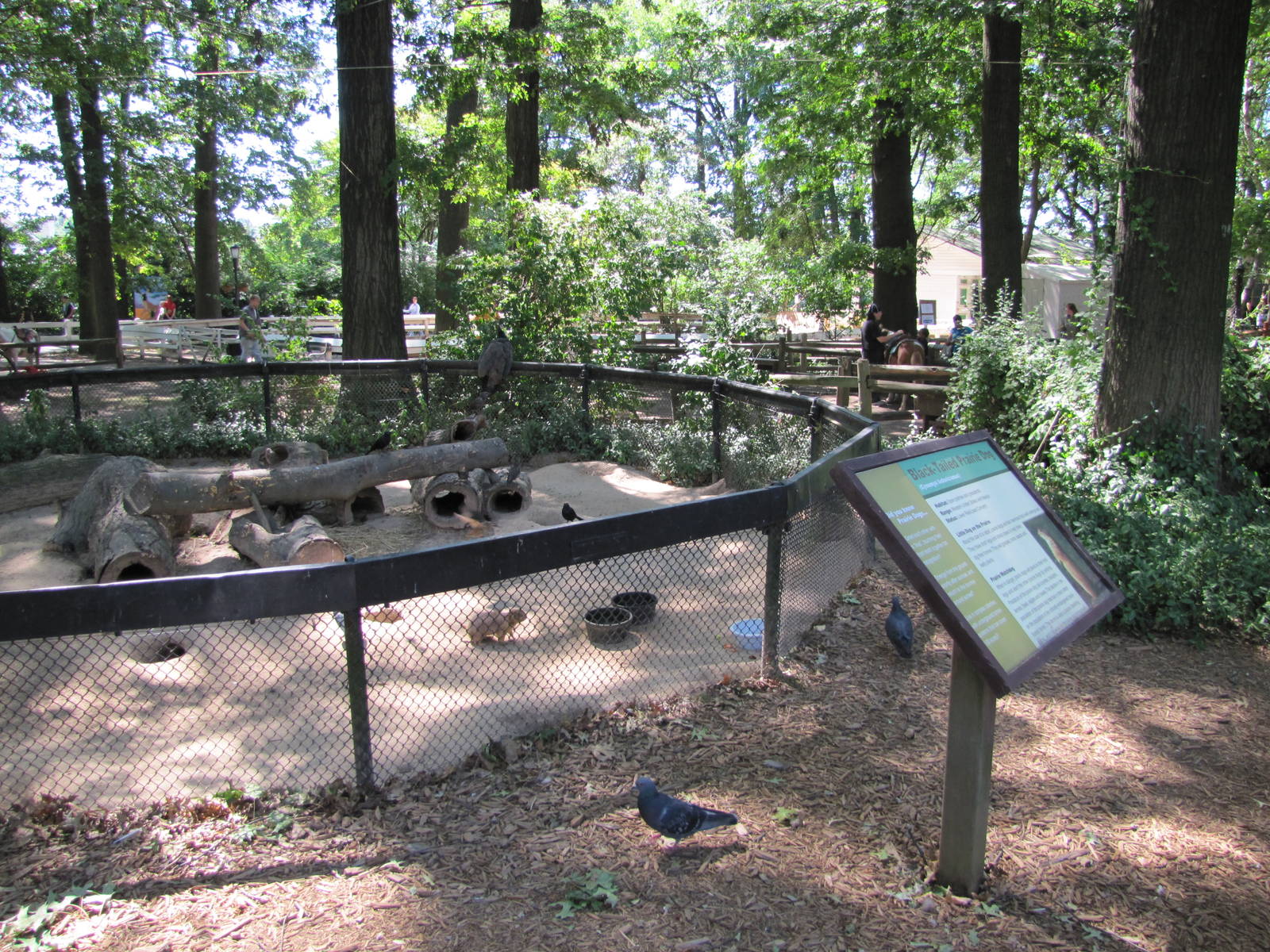 Staten Island Zoo 2010 - Prairie Dog exhibit