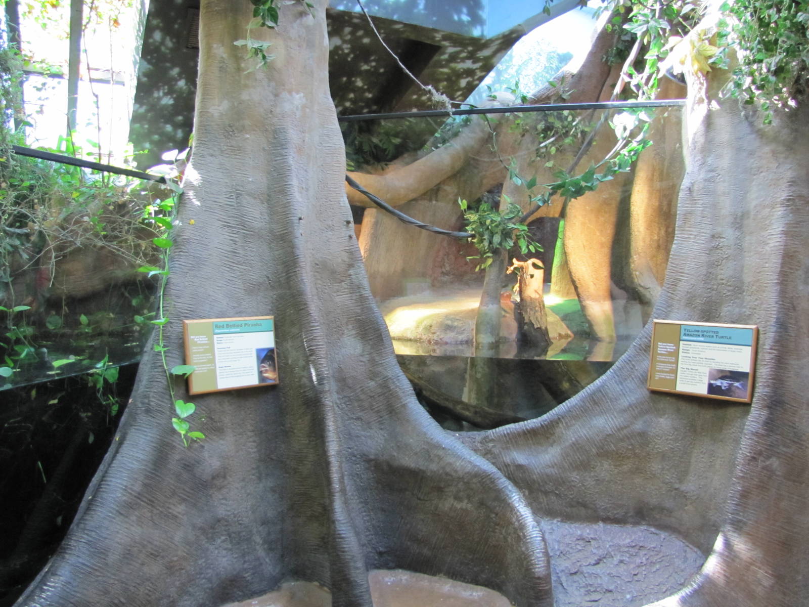 Staten Island Zoo 2010 - Red Bellied Piranha exhibit in Tropical Forest bui
