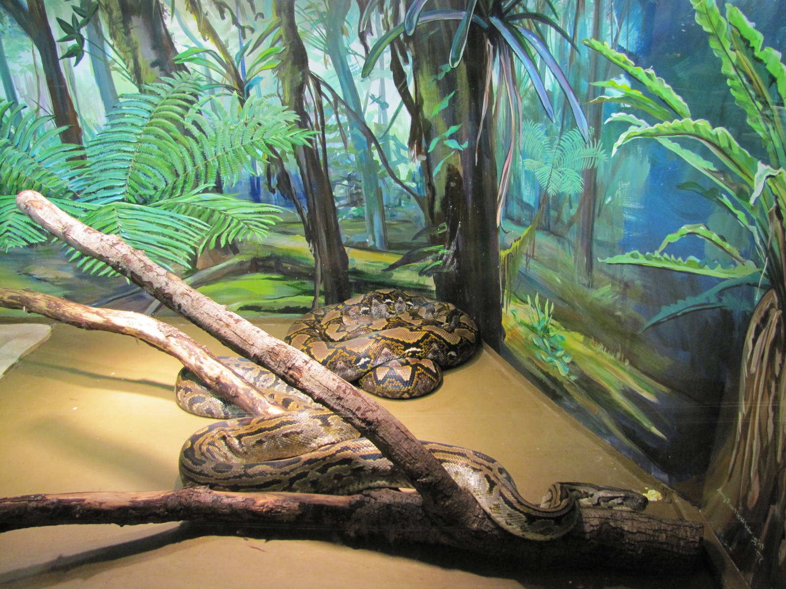 Staten Island Zoo 2010 - Reticulated Python in Kauffeld Hall of Reptiles