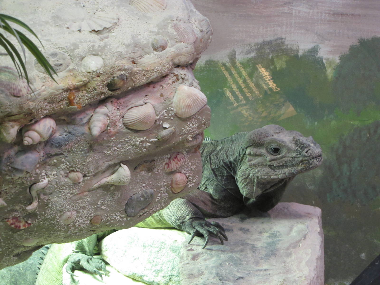 Staten Island Zoo 2010 - Rhinoceros Iguana in Kauffeld Hall of Reptiles