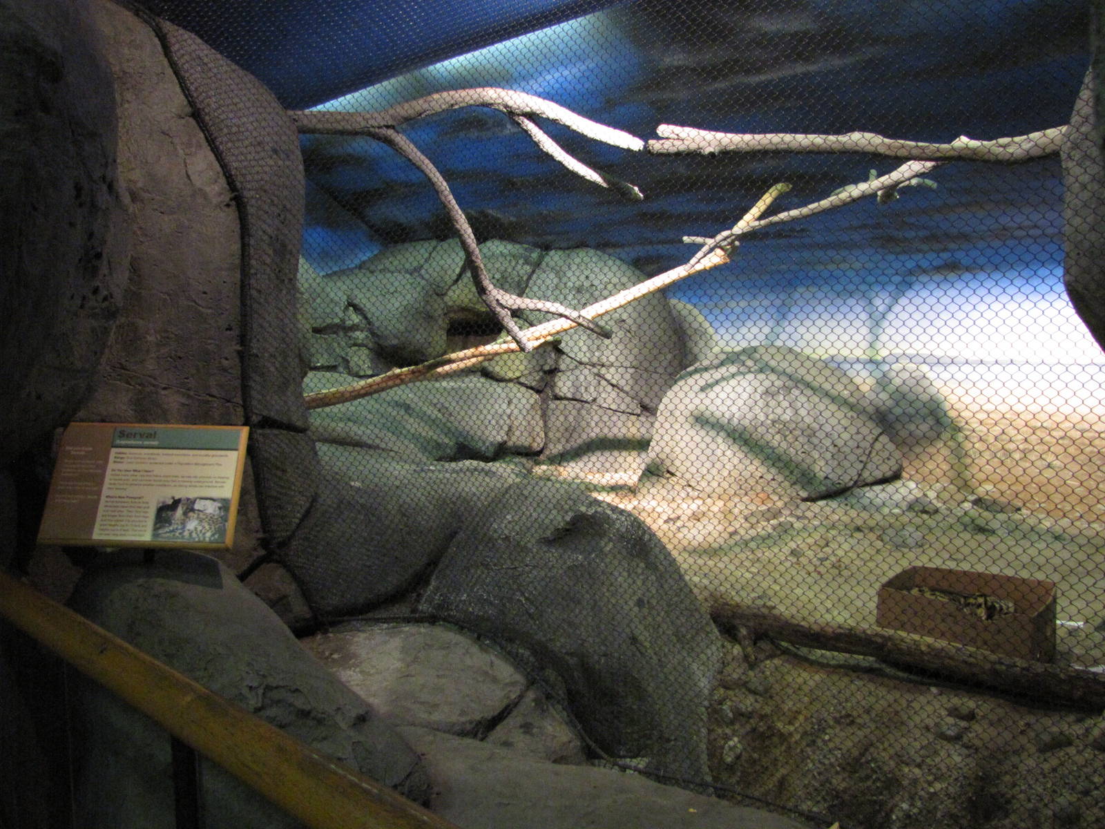 Staten Island Zoo 2010 - Serval exhibit in African Savanna building