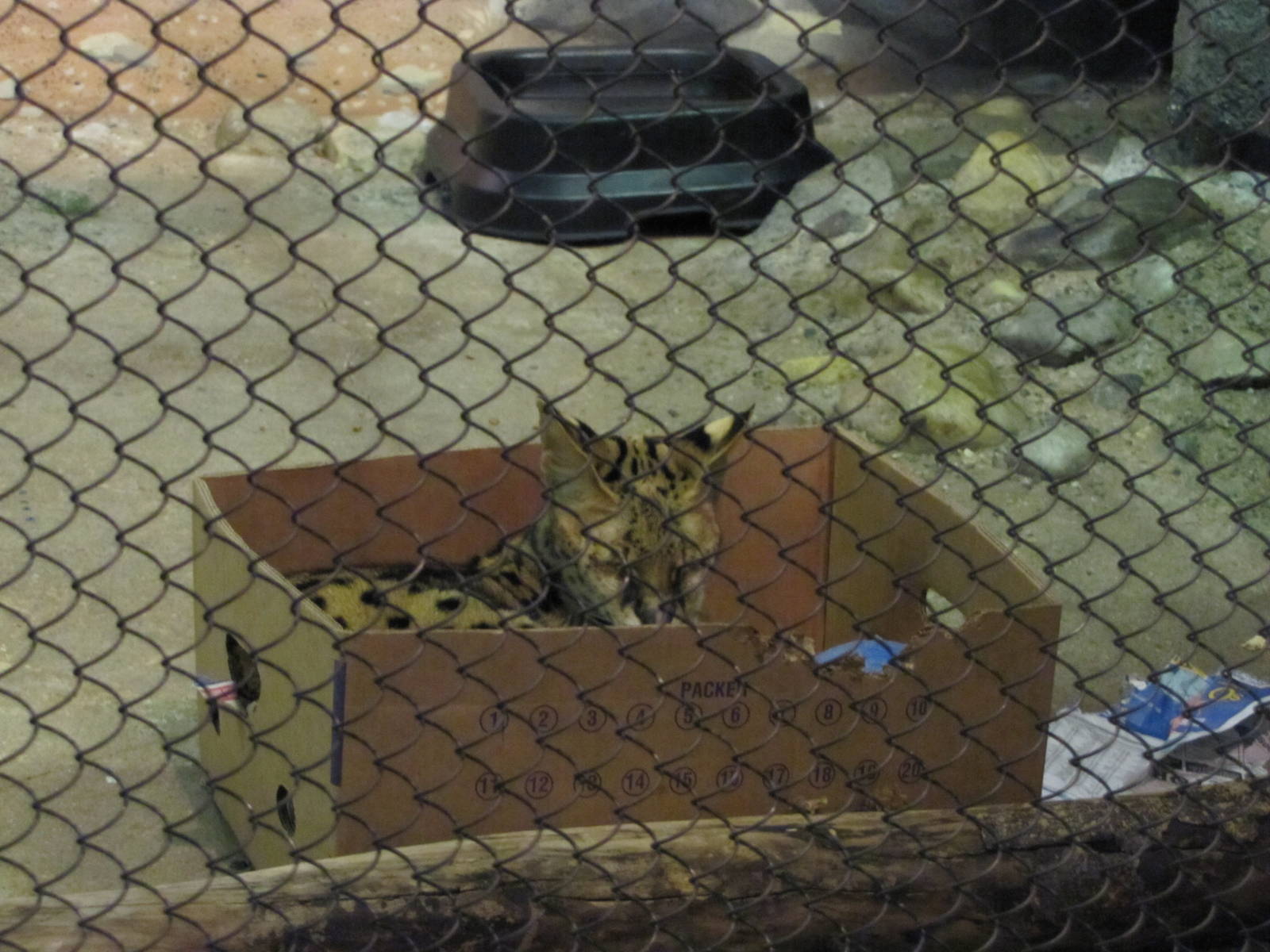 Staten Island Zoo 2010 - Serval in a box