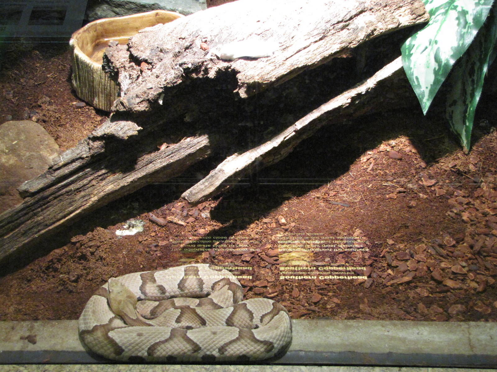 Staten Island Zoo 2010 - Southern Copperhead in Kauffeld Hall of Reptiles