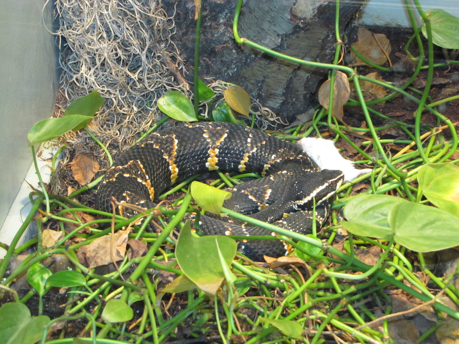 Staten Island Zoo 2010 - Taylors Cantil in Kauffeld Hall of Reptiles