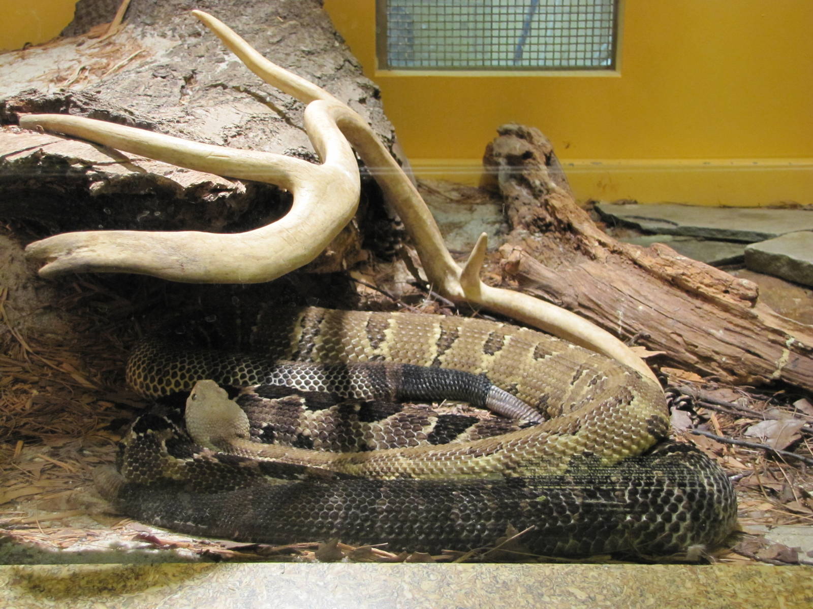 Staten Island Zoo 2010 - Timber Rattlesnake in Kauffeld Hall of Reptiles