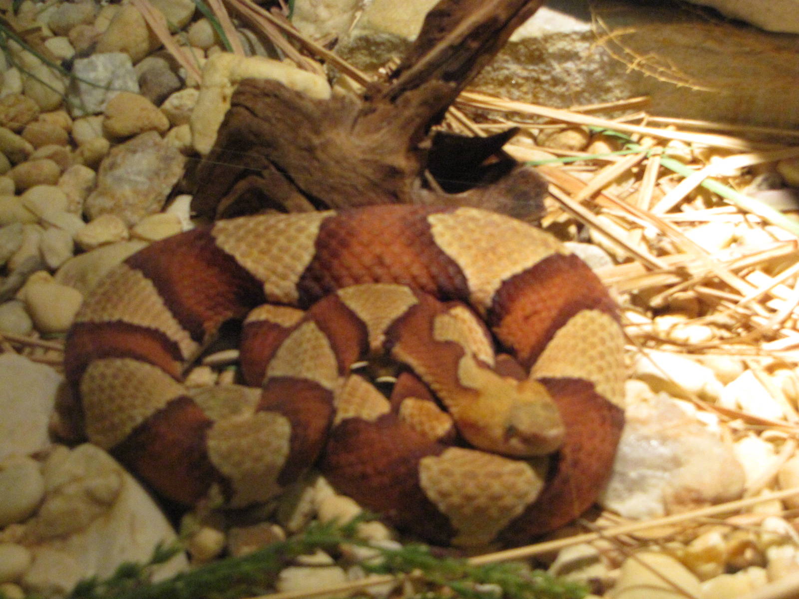 Staten Island Zoo 2010 - Trans-Pecos Copperhead in Kauffeld Hall of Reptile