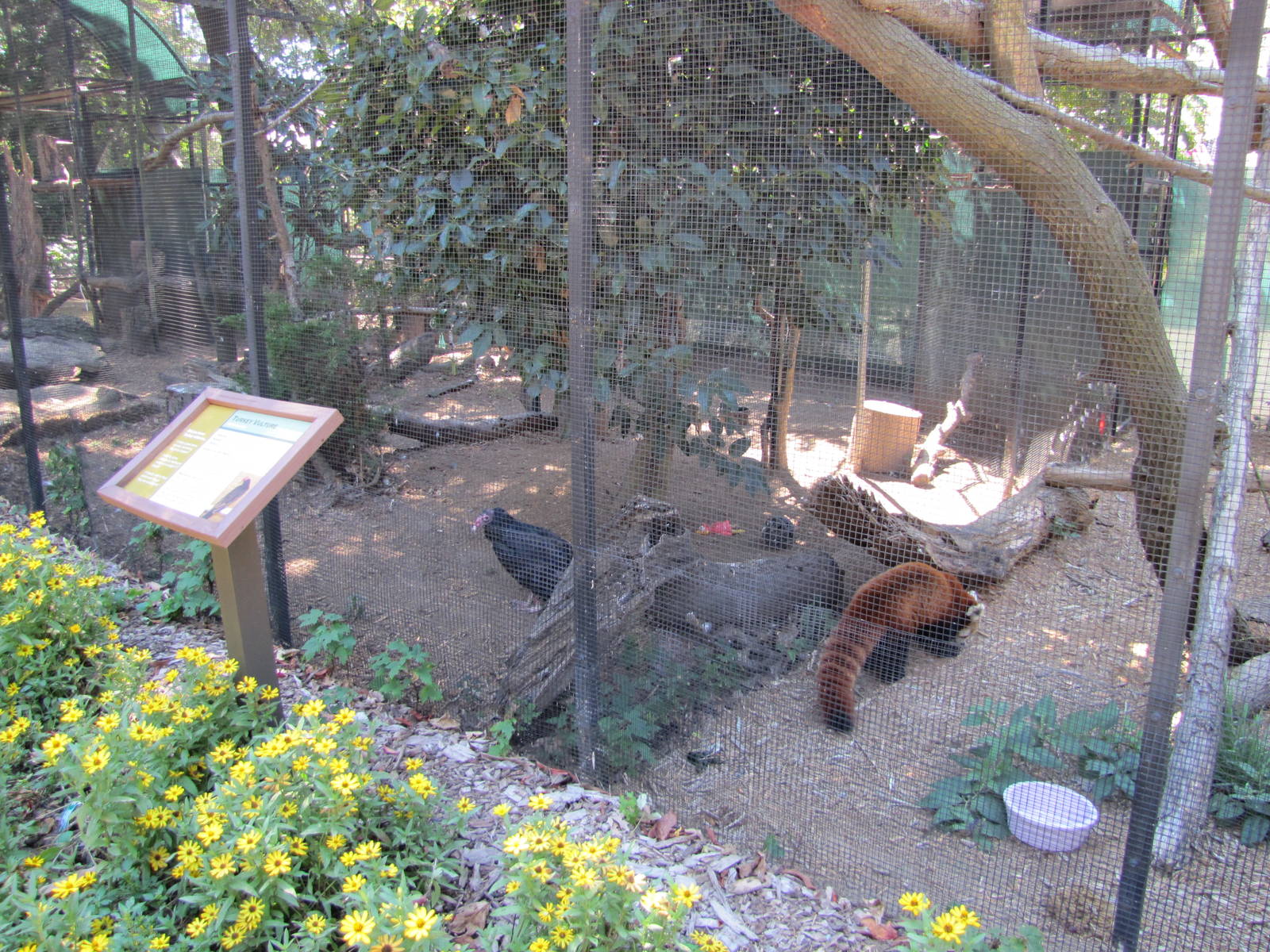 Staten Island Zoo 2010 - Turkey Vulture and Red Panda
