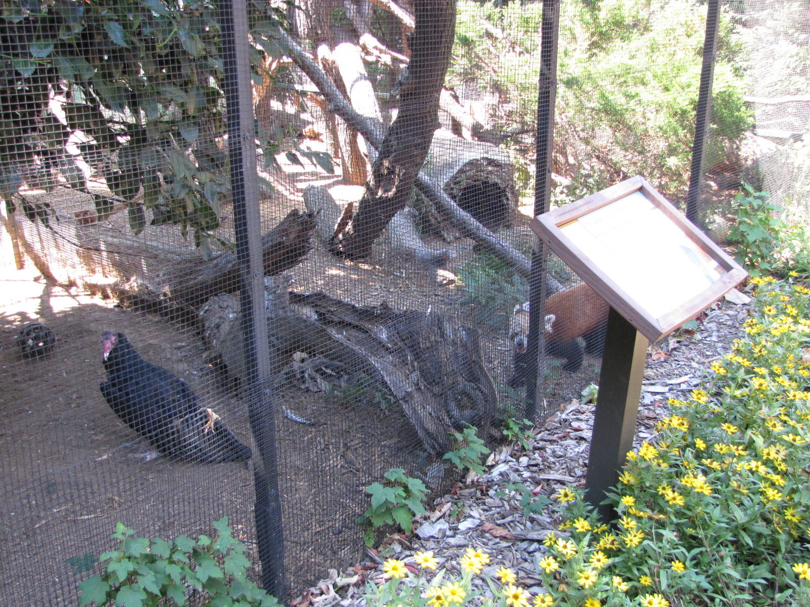 Staten Island Zoo 2010 - Turkey Vulture and Red Panda