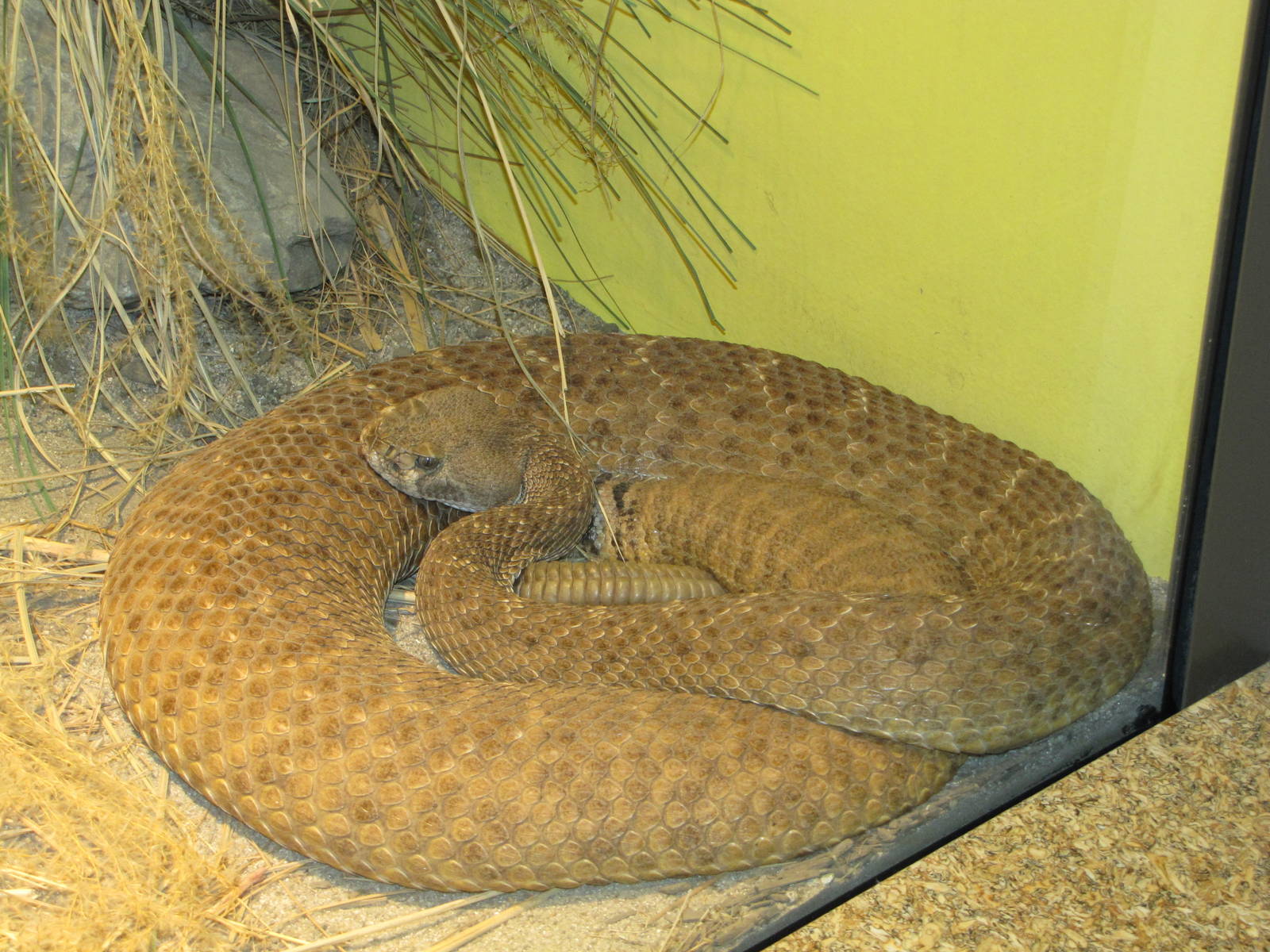 Staten Island Zoo 2010 - West Diamond Rattlesnake in Kauffeld Hall of Repti