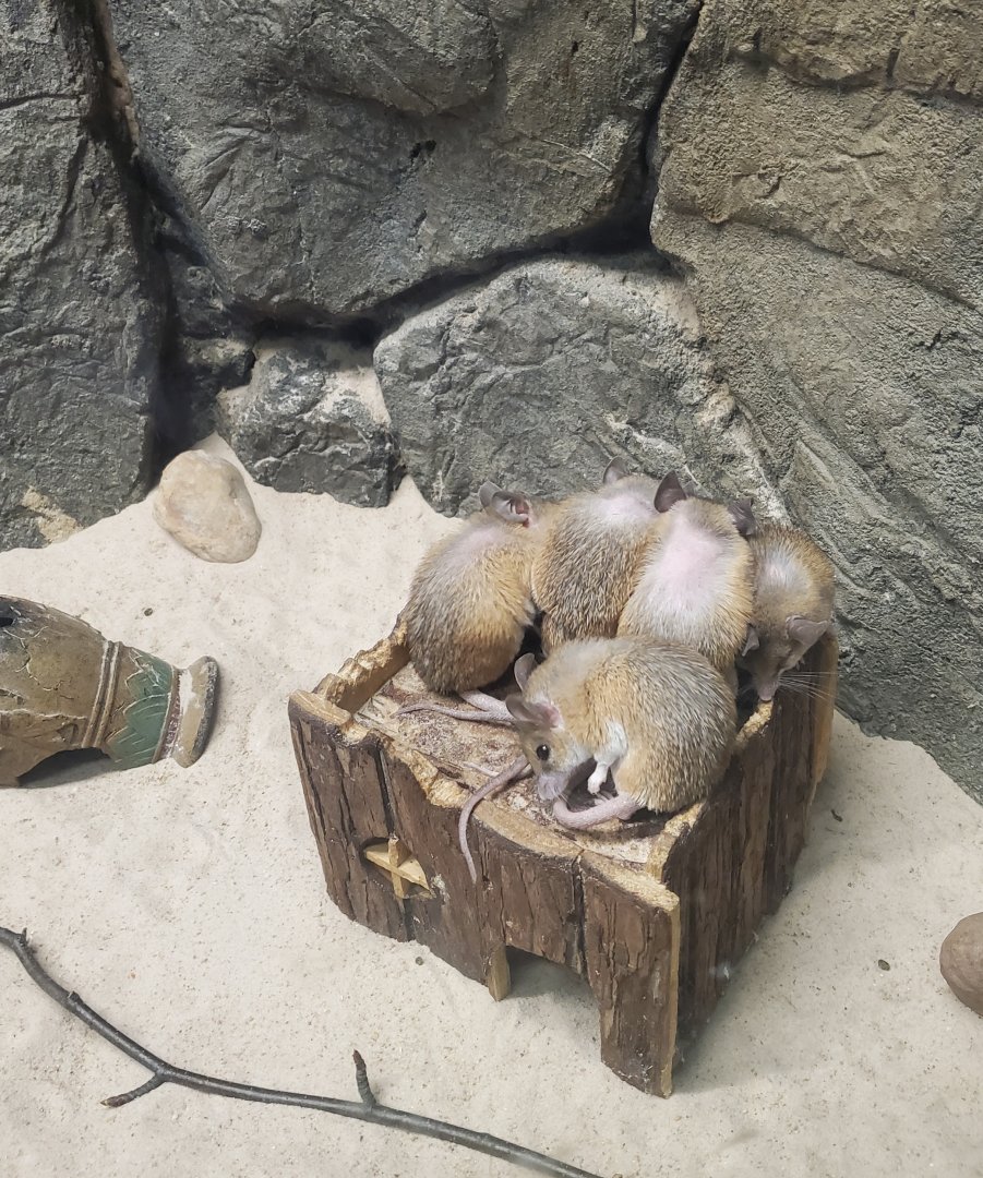 Staten Island Zoo (2022) - Cairo Spiny Mice