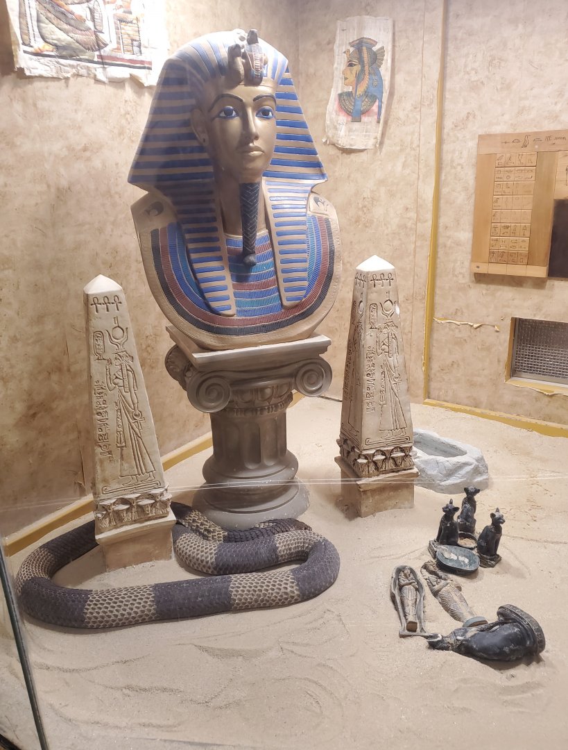 Staten Island Zoo (2022) - Naja annulifera + the notorious "Pharaoh" terrarium