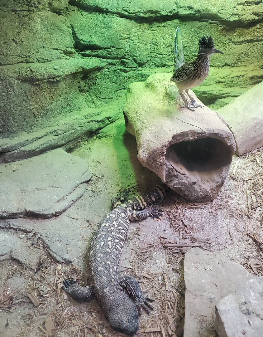 Staten Island Zoo (2022) - Roadrunner & Beaded Lizard