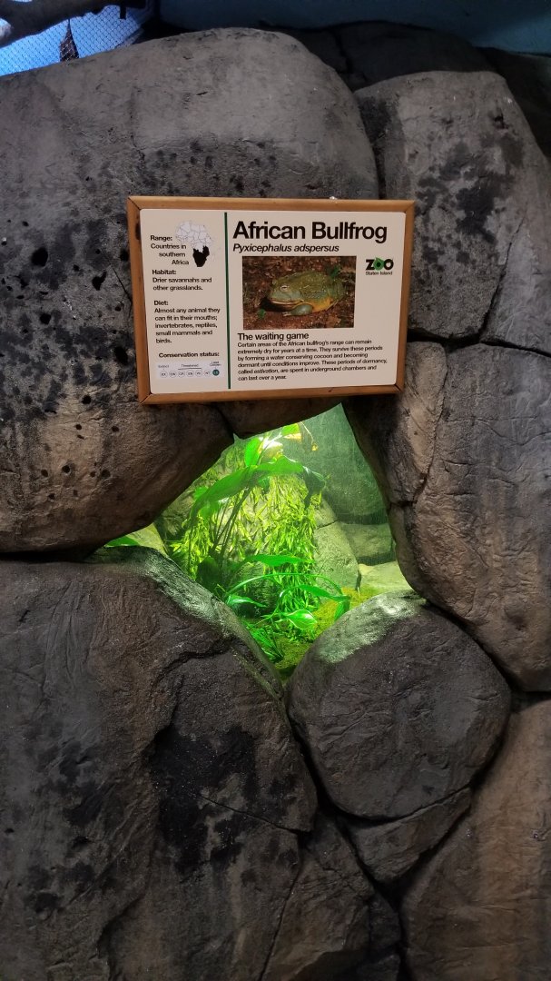Staten Island Zoo - African bullfrog
