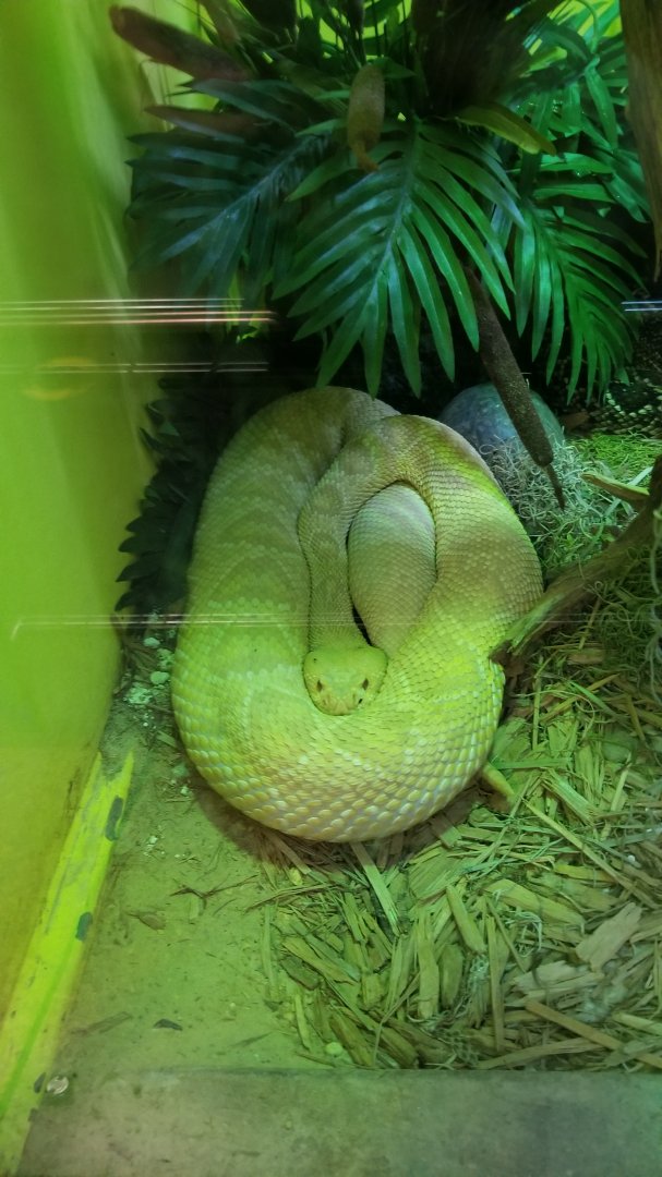 Staten Island Zoo - Albino eastern diamondback