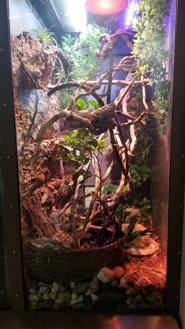 Staten Island Zoo - Amazon milk frog