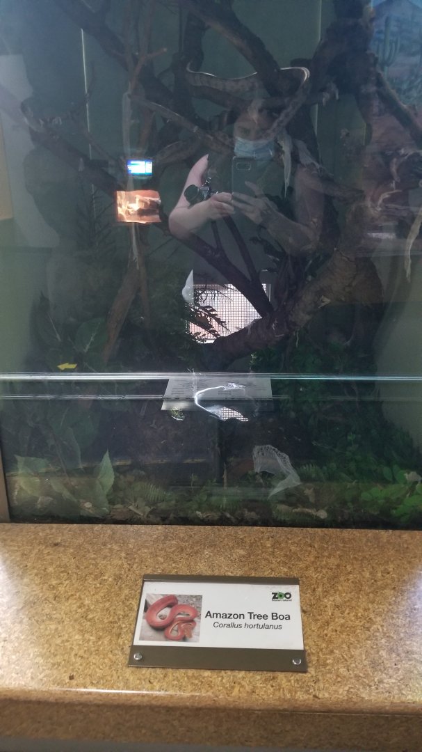 Staten Island Zoo - Amazon tree boa