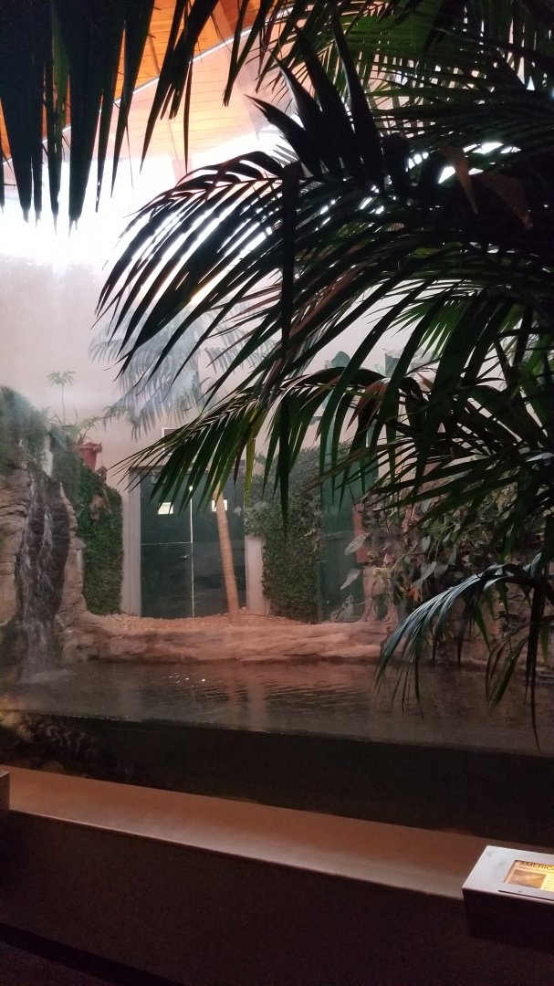 Staten Island Zoo - American alligator