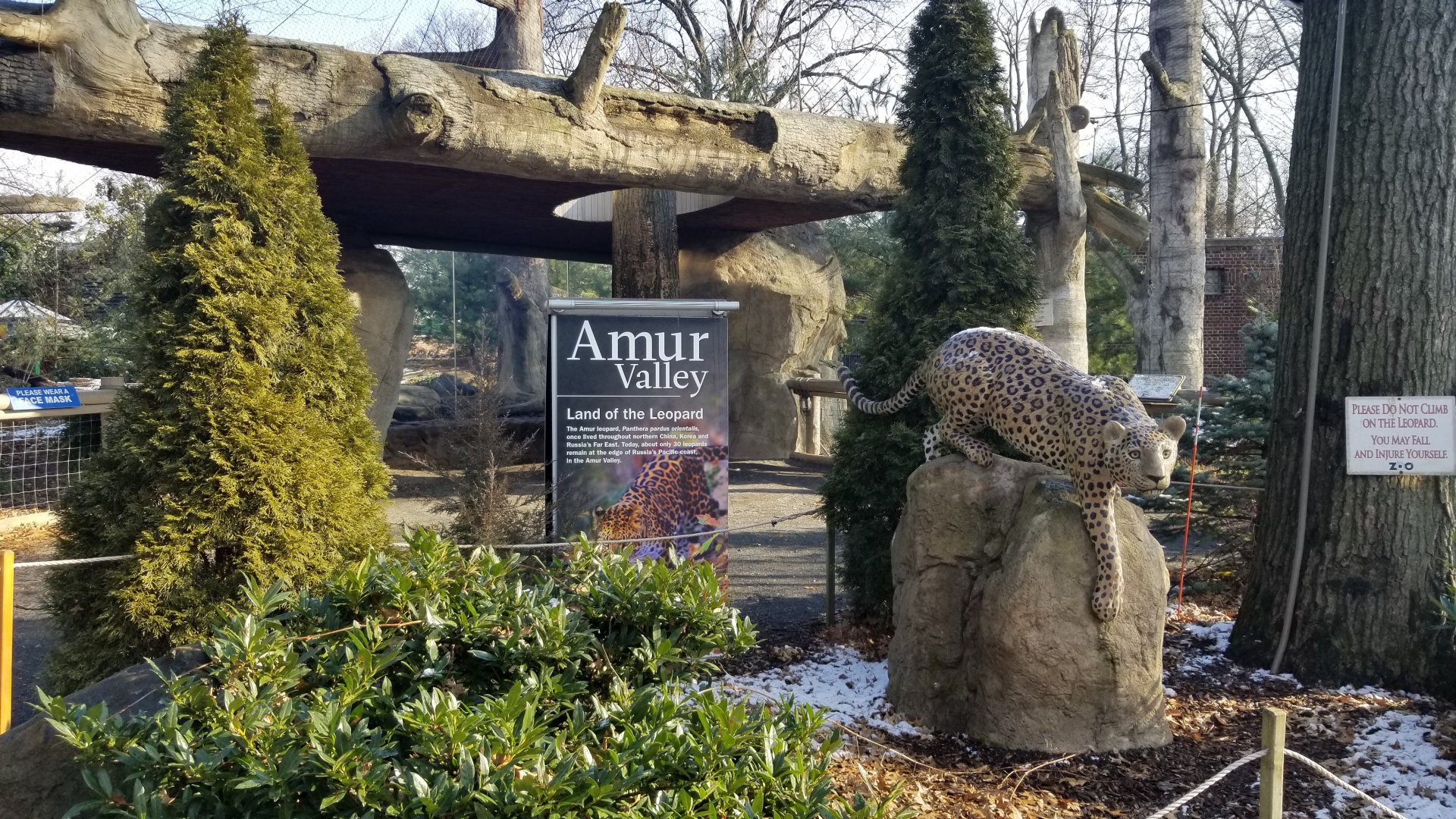 Staten Island Zoo - Amur leopard exhibit