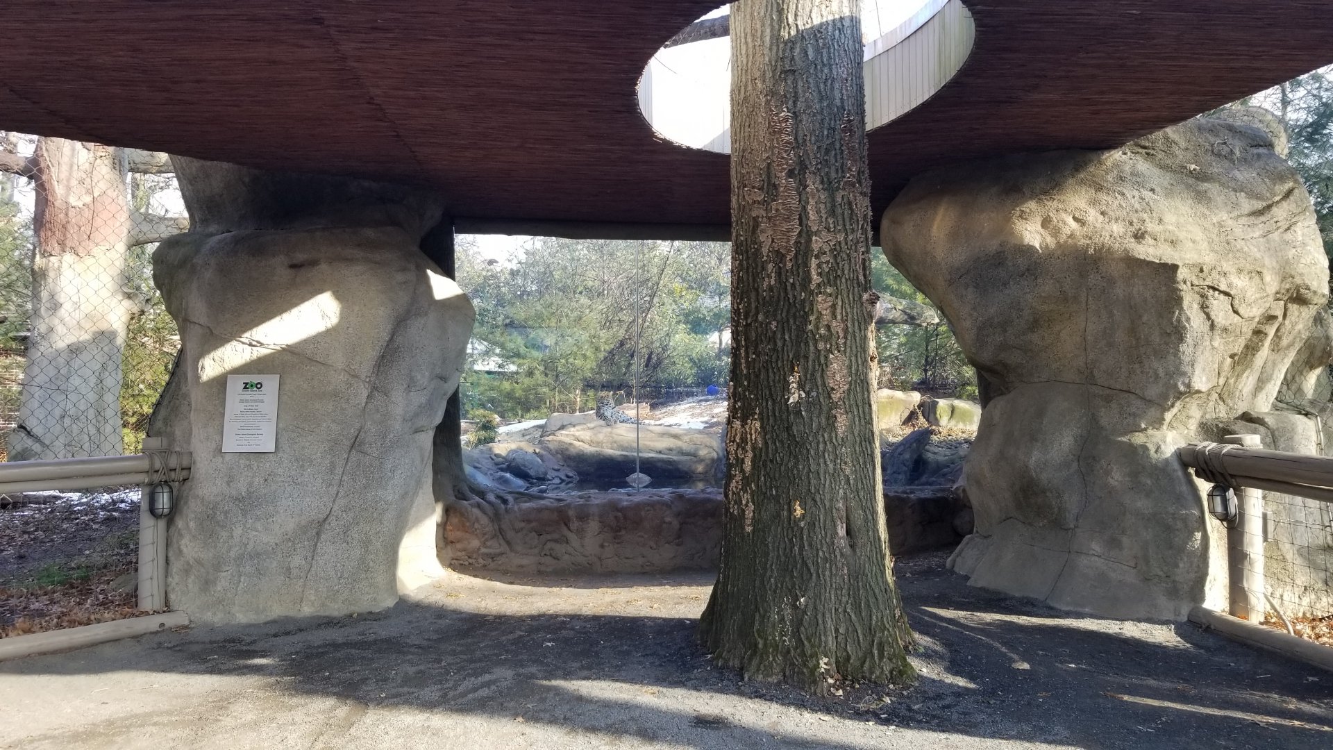Staten Island Zoo - Amur leopard exhibit