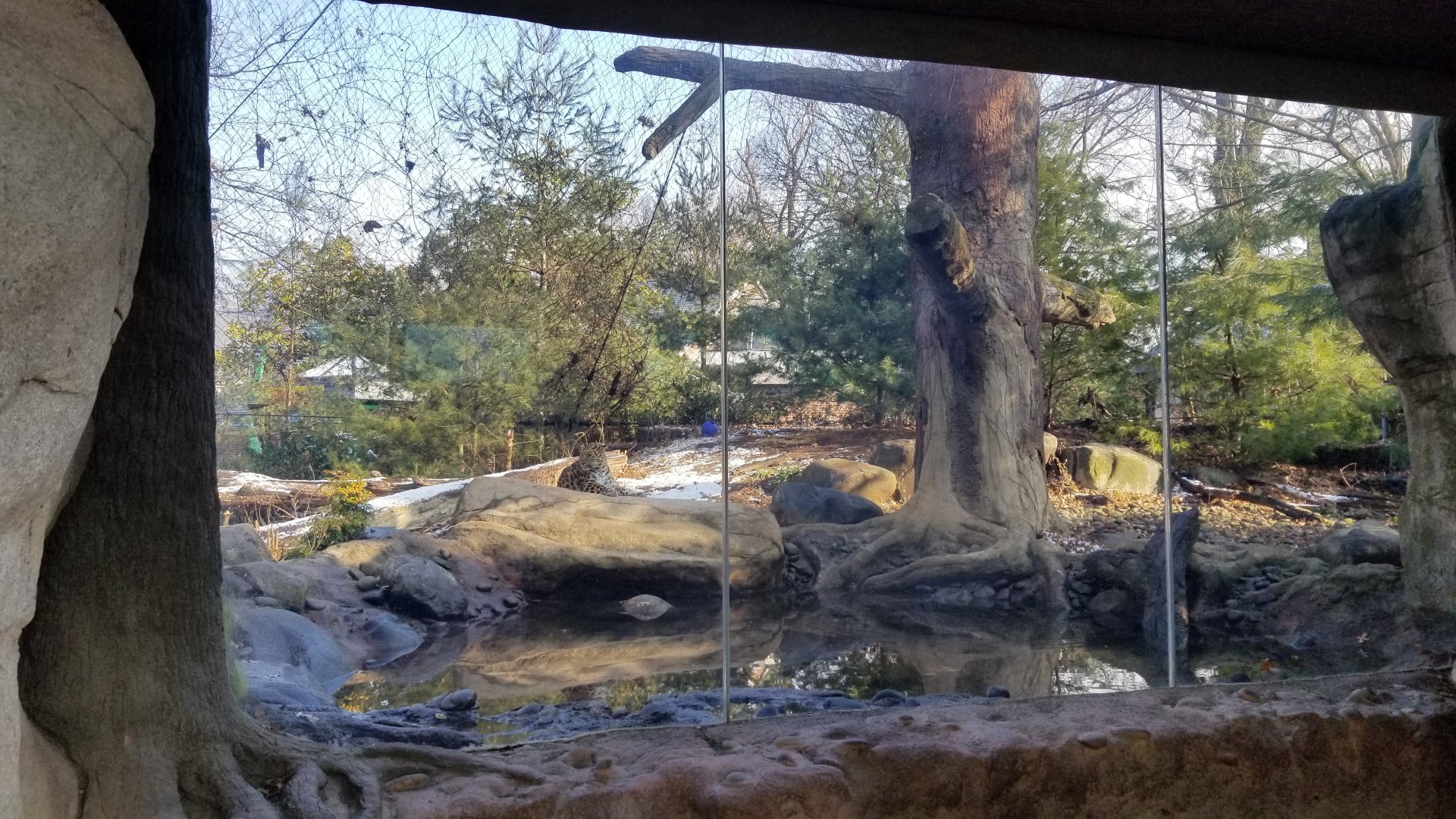 Staten Island Zoo - Amur leopard exhibit