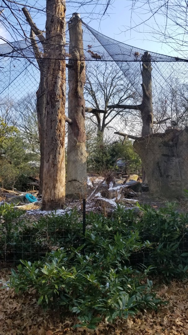 Staten Island Zoo - Amur leopard exhibit