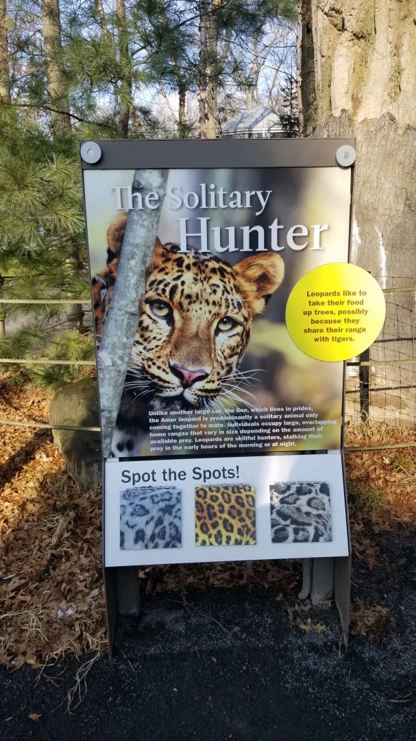 Staten Island Zoo - Amur leopard exhibit