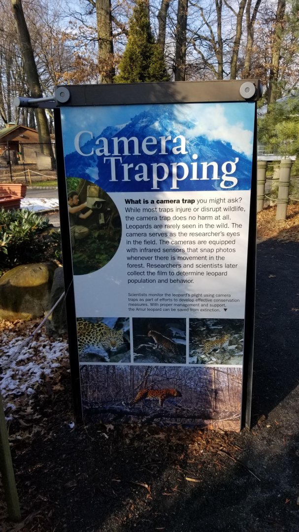 Staten Island Zoo - Amur leopard exhibit