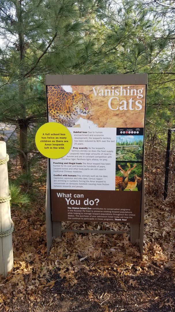 Staten Island Zoo - Amur leopard exhibit