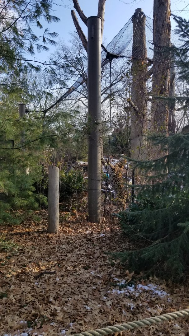 Staten Island Zoo - Amur leopard stretching