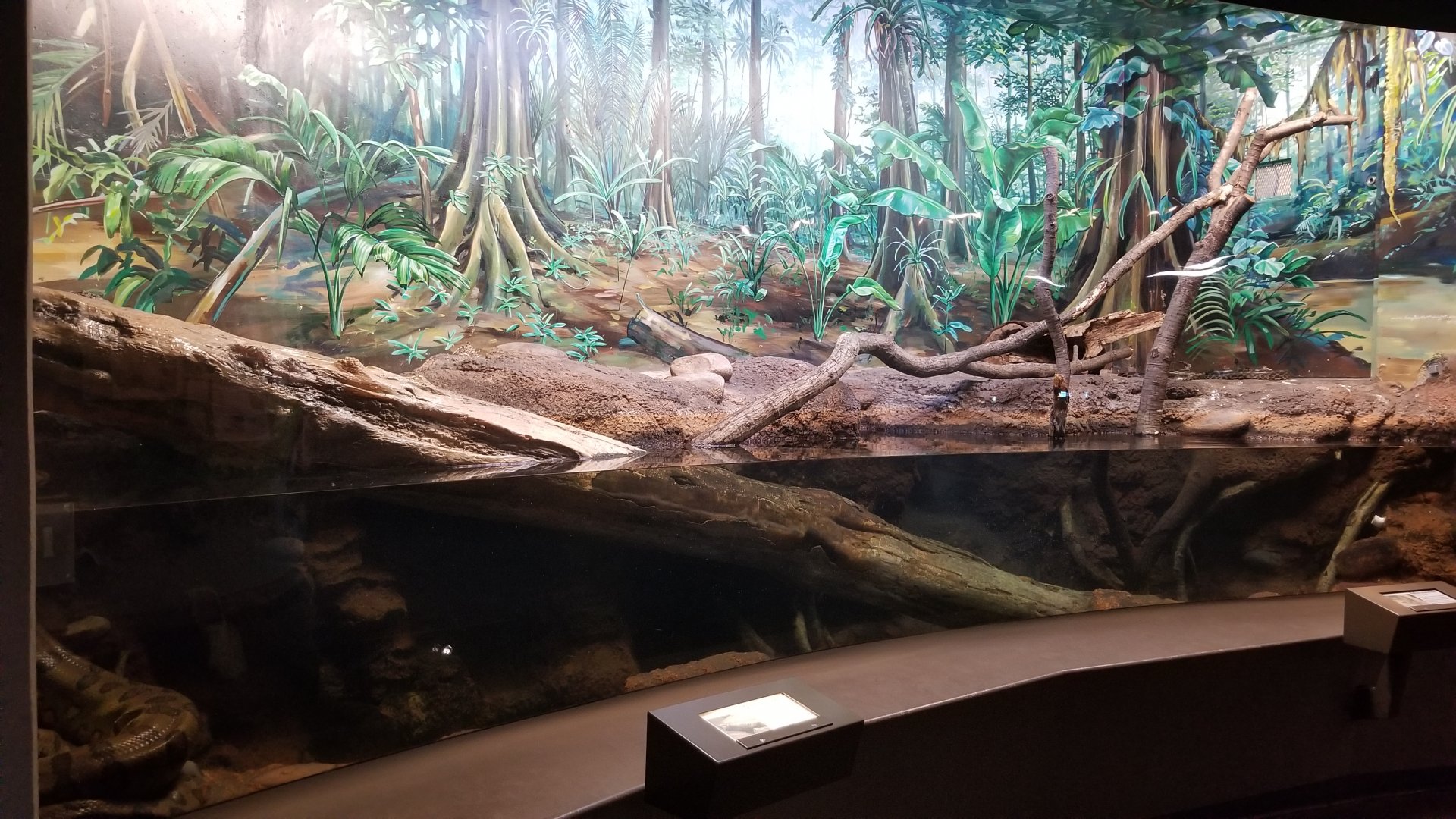 Staten Island Zoo - Anacondas