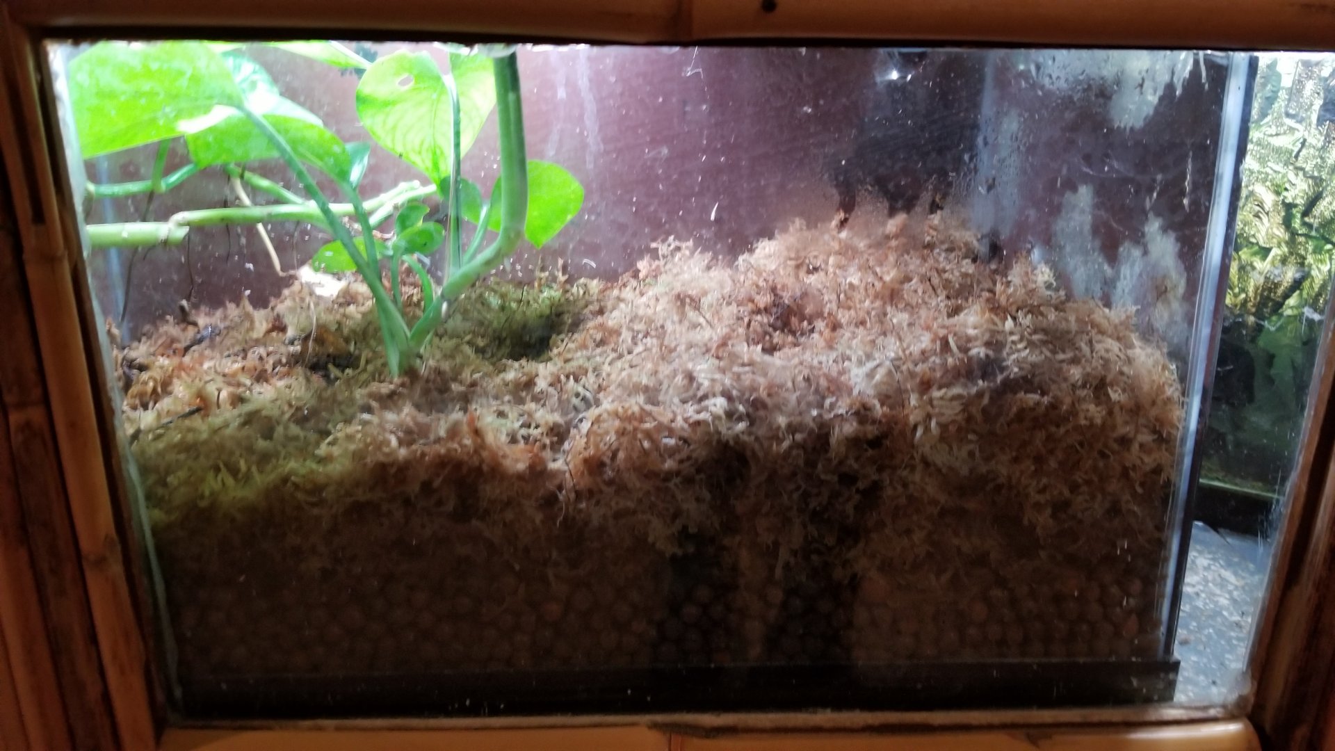 Staten Island Zoo - Anthony's poison dart frog