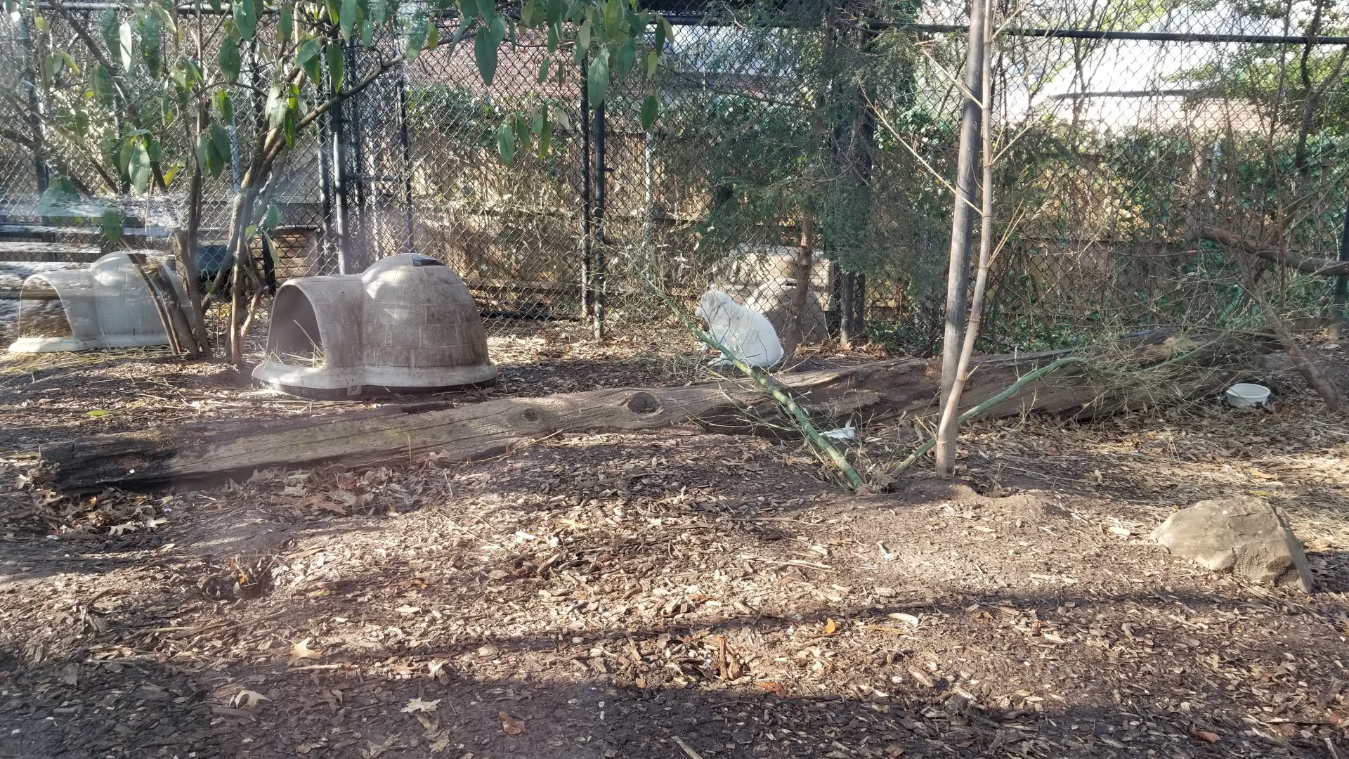 Staten Island Zoo - Arctic fox