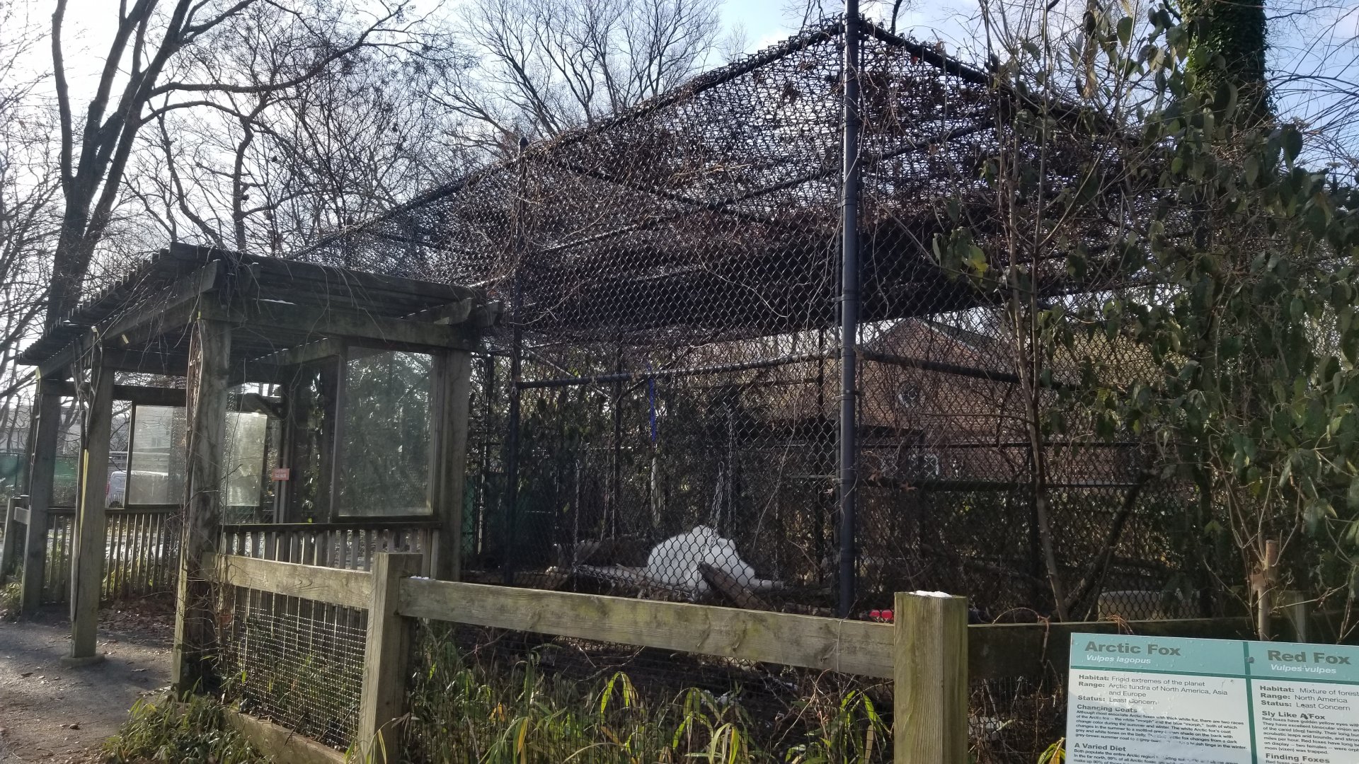 Staten Island Zoo - Arctic foxes (also red fox exhibit)