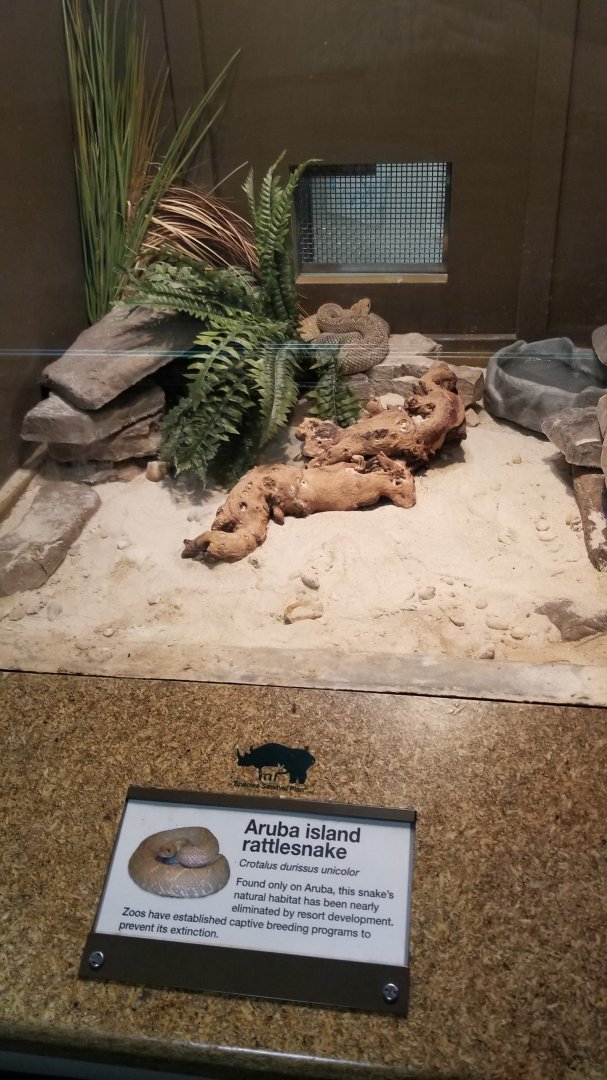 Staten Island Zoo - Aruba island rattlesnake