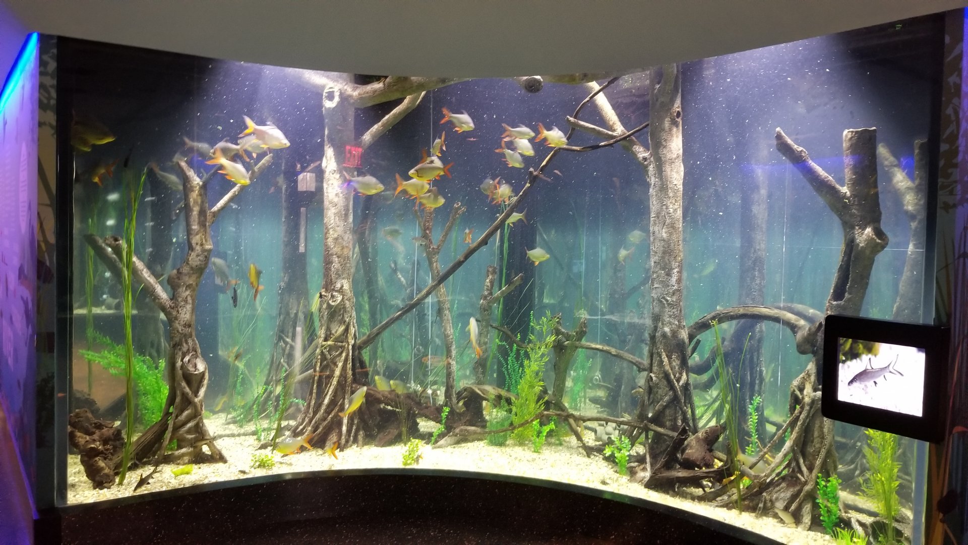 Staten Island Zoo - Asian River tank