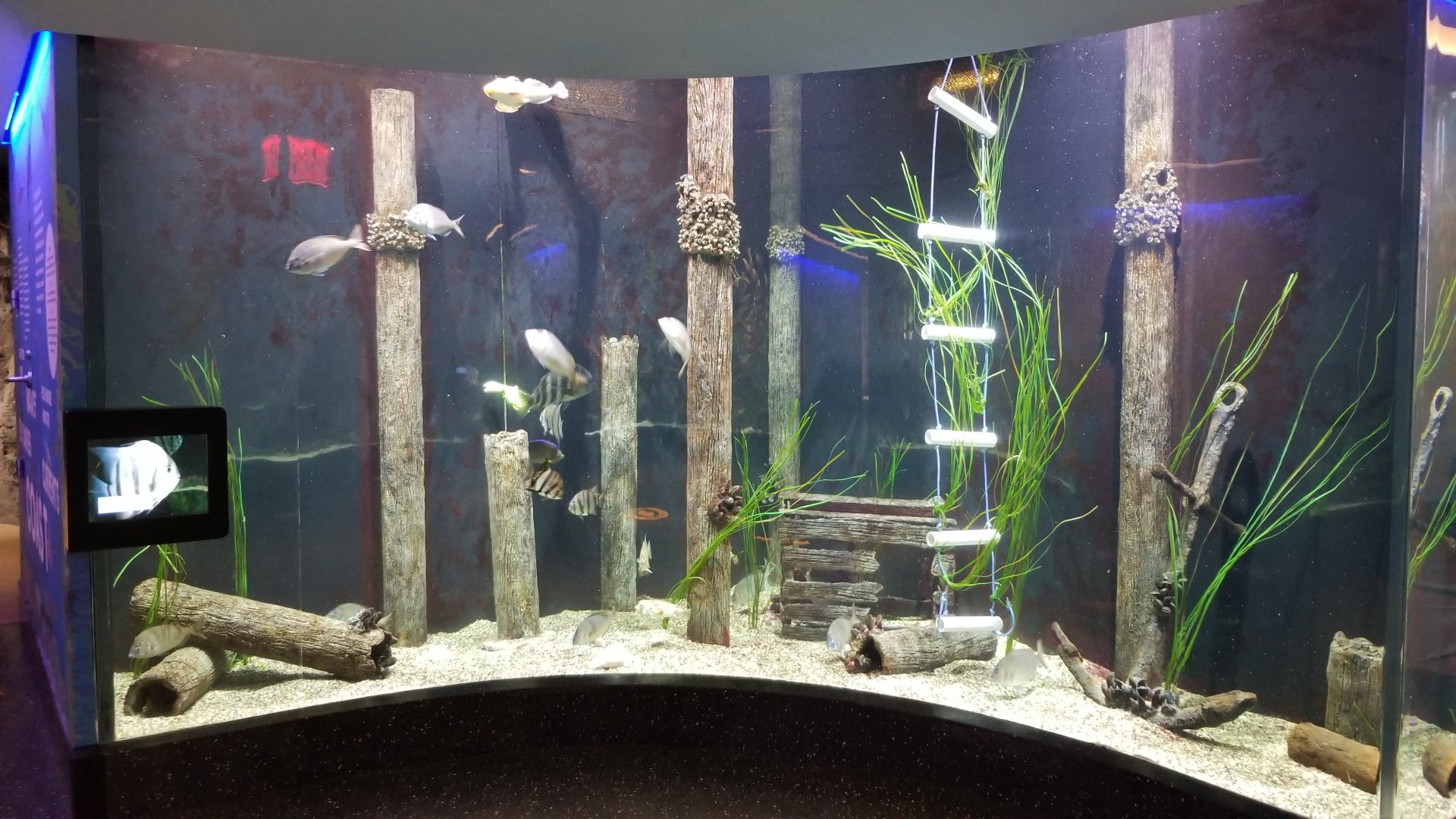 Staten Island Zoo - Atlantic Coast tank