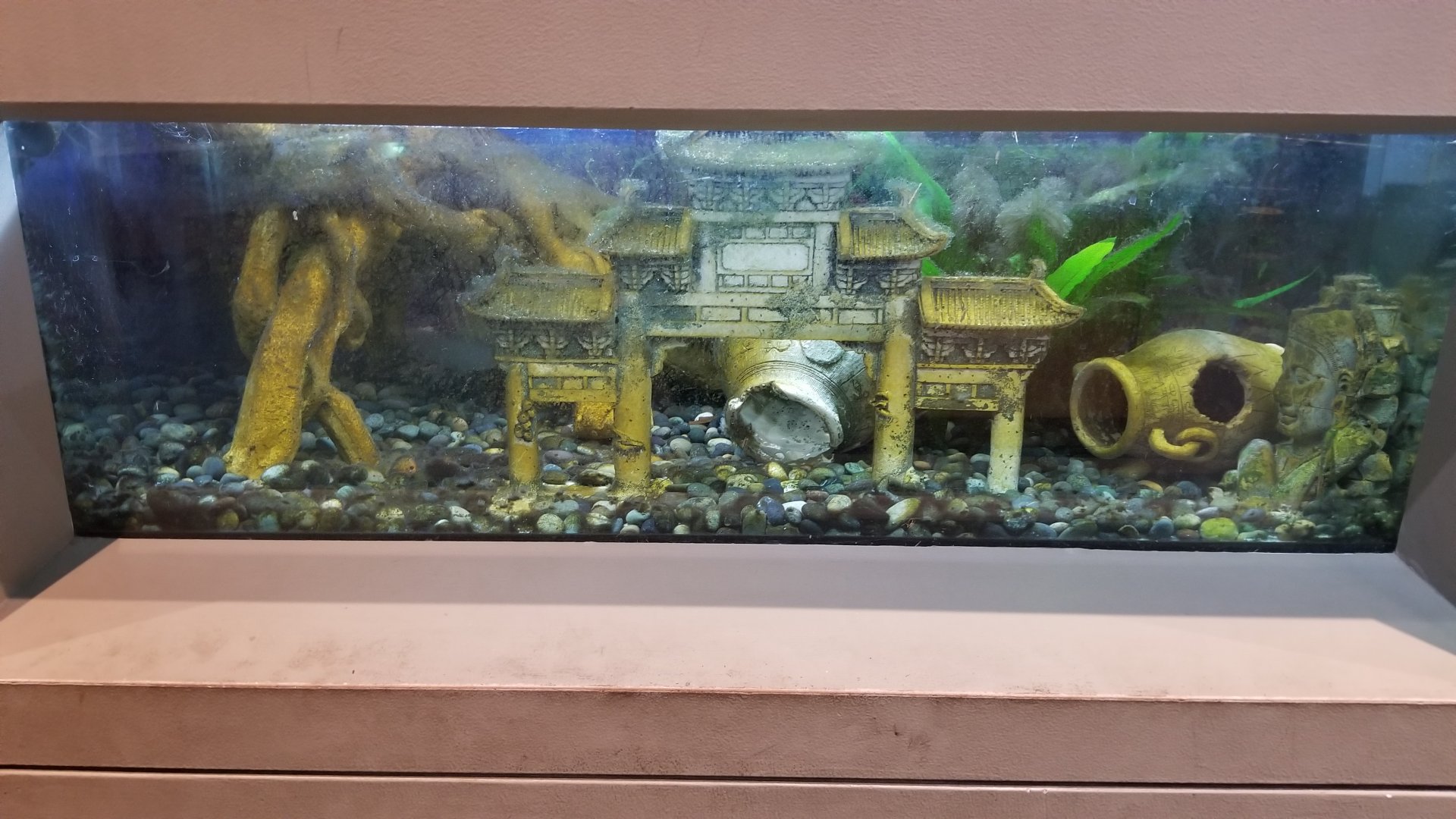 Staten Island Zoo - Axolotl