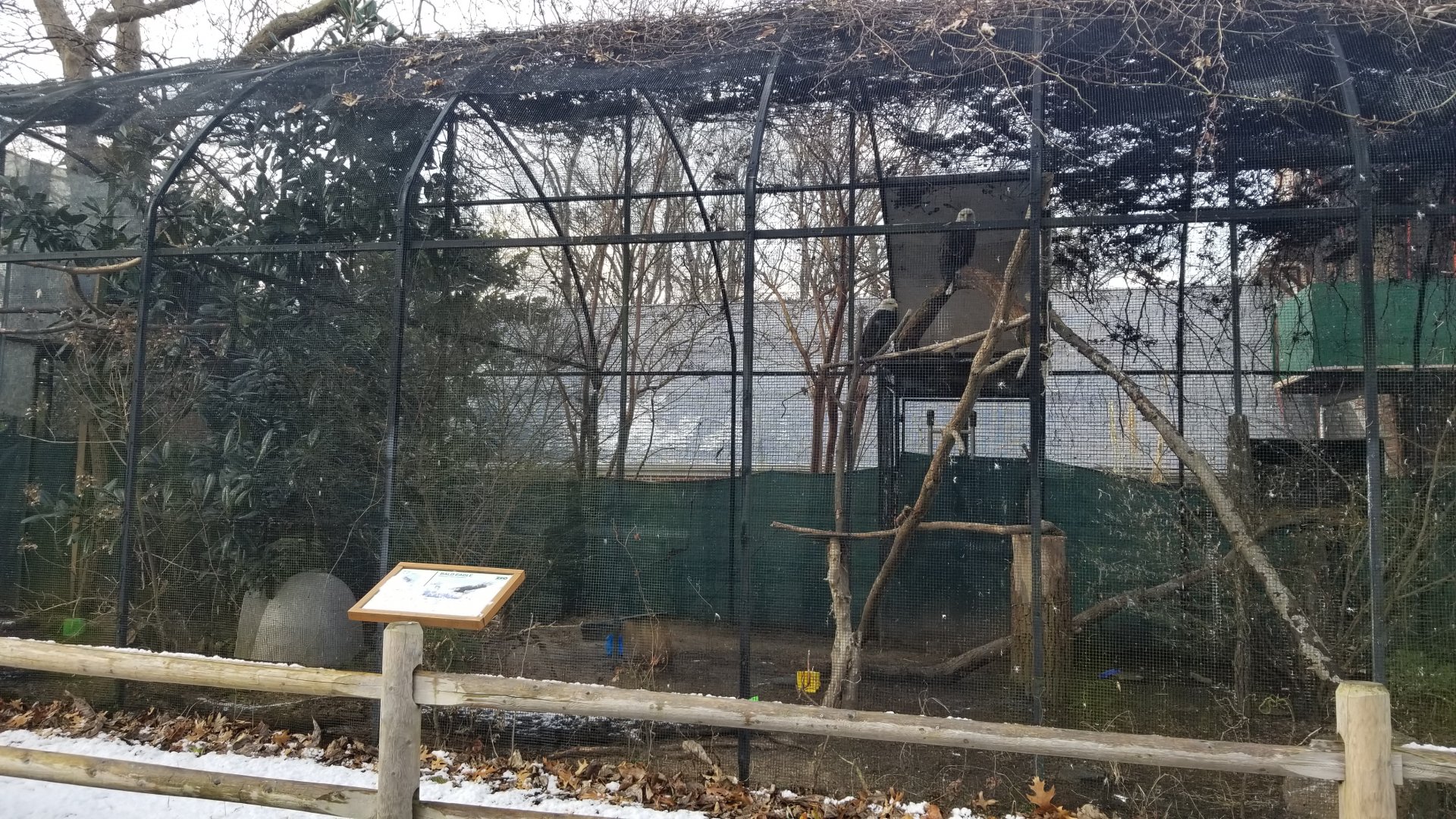 Staten Island Zoo - Bald eagles