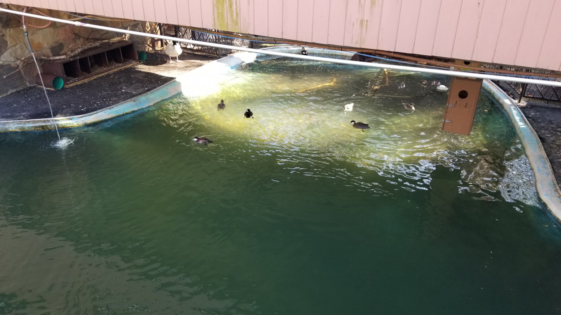 Staten Island Zoo - Beaver/duck pond under bridge